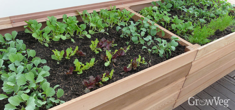 Raised planters make gardening easier for gardeners who are less able to bend