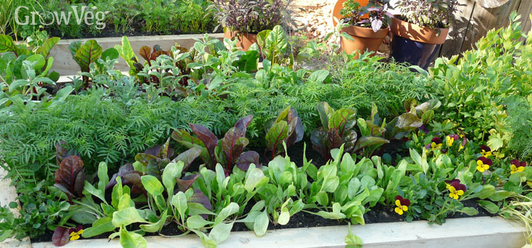 Raised beds packed with vegetables and flowers