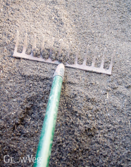 Smoothing the seed bed with the back of a rake
