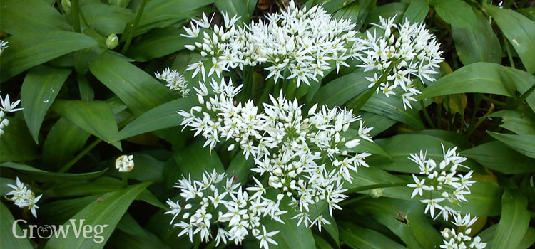 Ramsons (ramps or wild garlic) provide an early wild crop for foragers