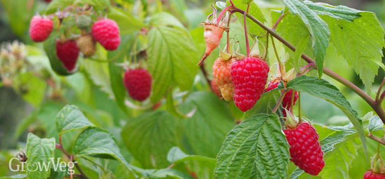 “Raspberries”