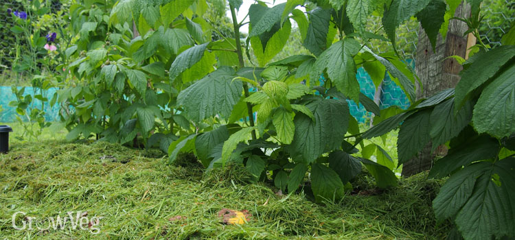 Raspberries with grass clipping mulch