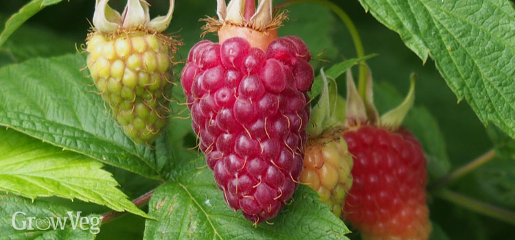 Raspberries ripening