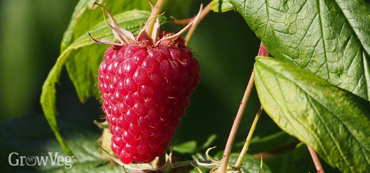 Fall-fruiting raspberry 