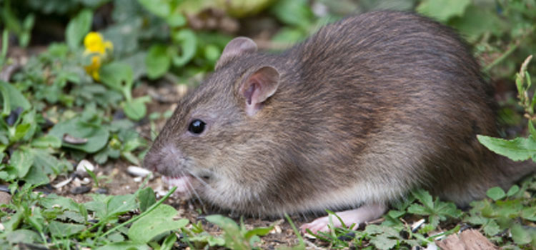 750px x 350px - How to Keep Rats out of Your Compost