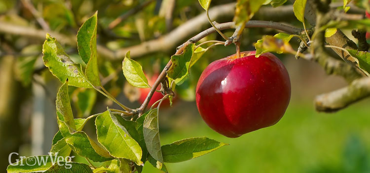 Thinned fruit on apple tree