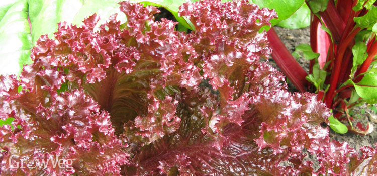 Red lettuce