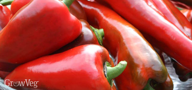 https://gardenplannerwebsites.azureedge.net/blog/red-peppers-2x.jpg