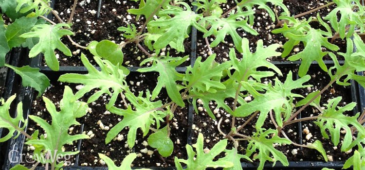 Kale ‘Red Russian’ seedlings