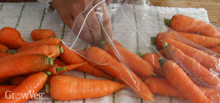“Storing-carrots-in-the-fridge”