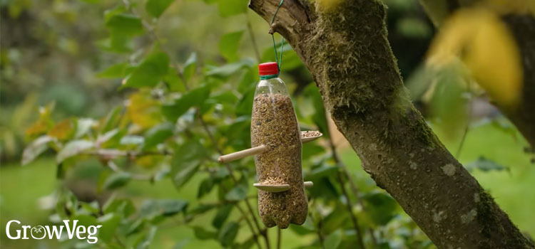 Plastic bottle bird feeder