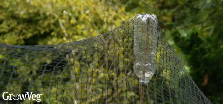 Plastic bottle cane topper