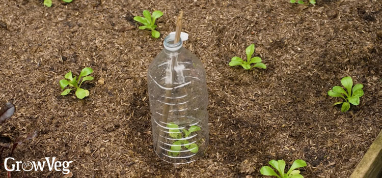 Plastic bottle mini greenhouse