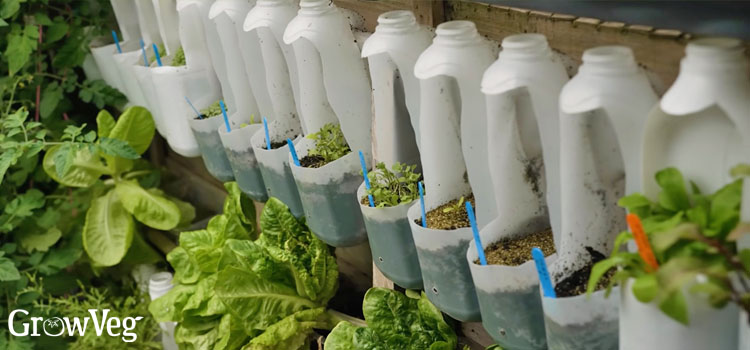 Milk jug containers