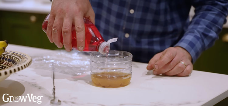 Making  fruit fly trap