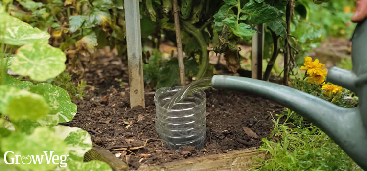 Drip watering using a plastic bottle