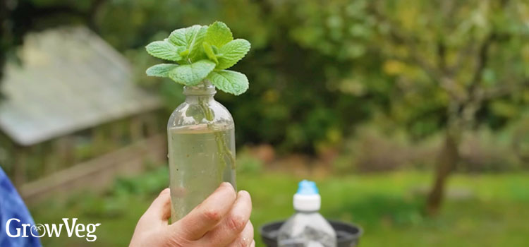 Rooting cuttings in a plastic bottle