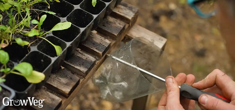 Plastic bottle greenhouse tidy