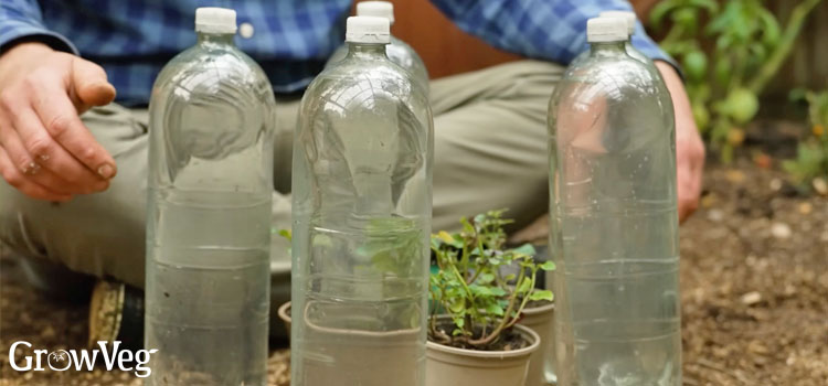 Seedlings surrounded by water-filled plastic bottles
