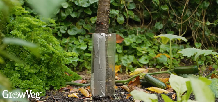 Plastic bottle tree guard