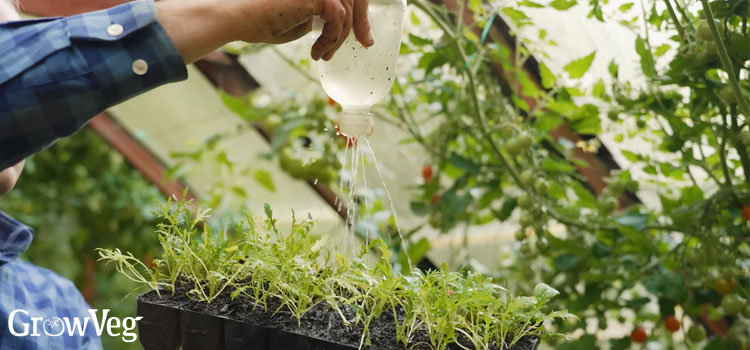 Plastic bottle watering can