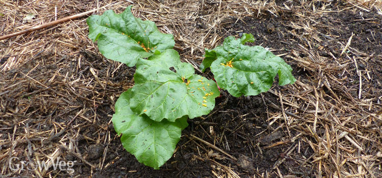 Growing Rhubarb From Planting to Harvest