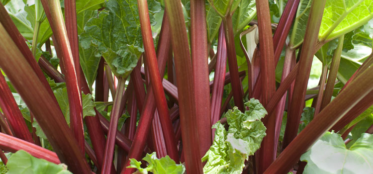 rhubarb plant look like