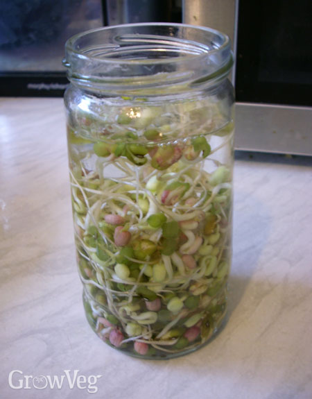 Mung beans sprouting seeds in a jar