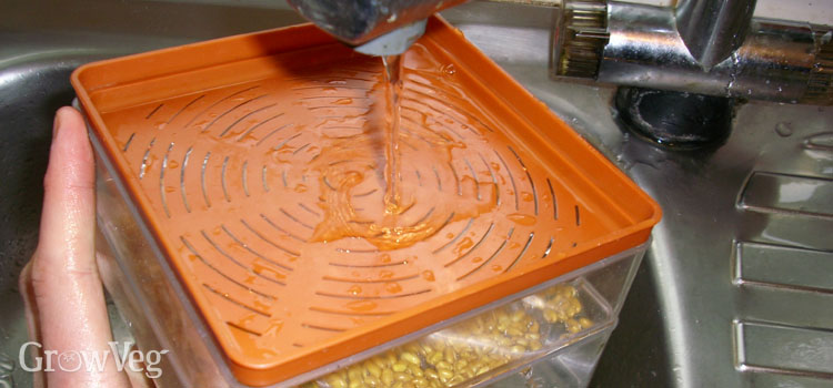 Rinsing sprouted seeds