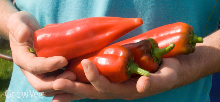 Ripe peppers