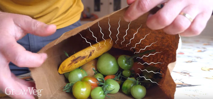 Ripening tomatoes with a banana