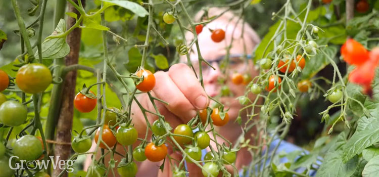 Harvesting tomatoes