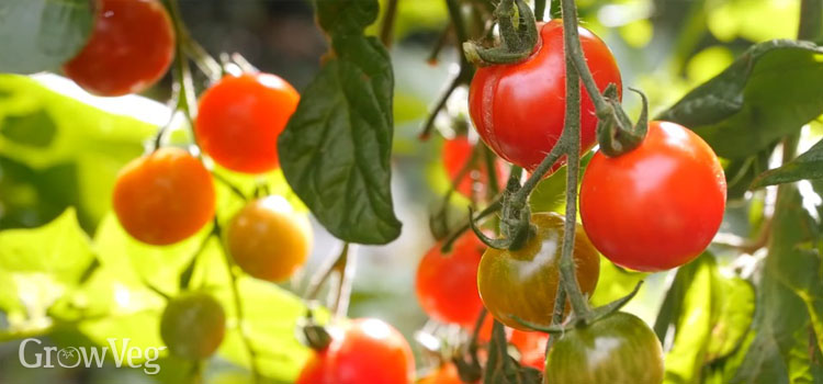 Ripening tomatoes