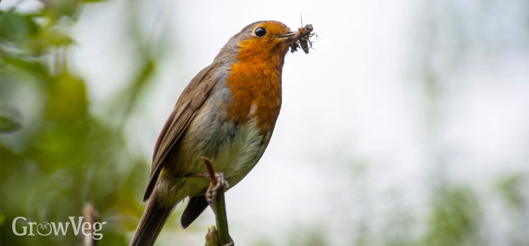 British robin with an insect in its beak