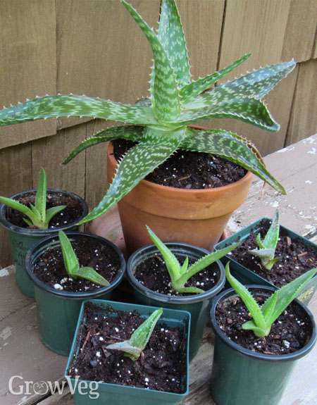 Aloe cuttings