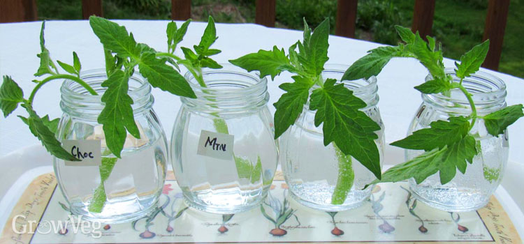 Rooting tomato cuttings