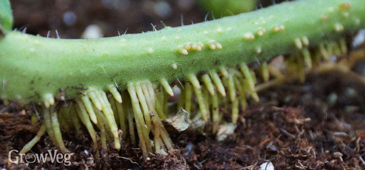 Adventitious roots on a tomato stem