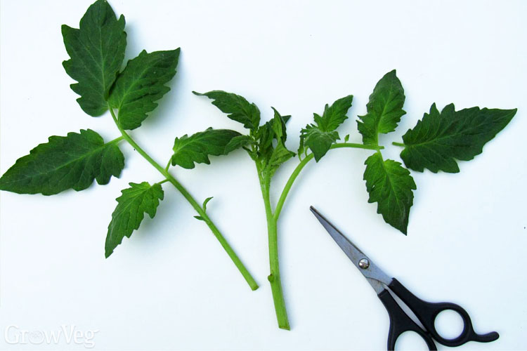 Trimming tomato cuttings