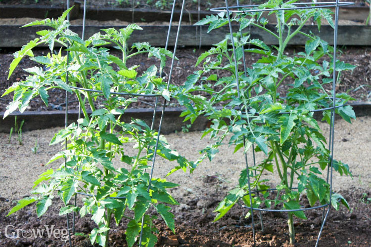 Tomato plant