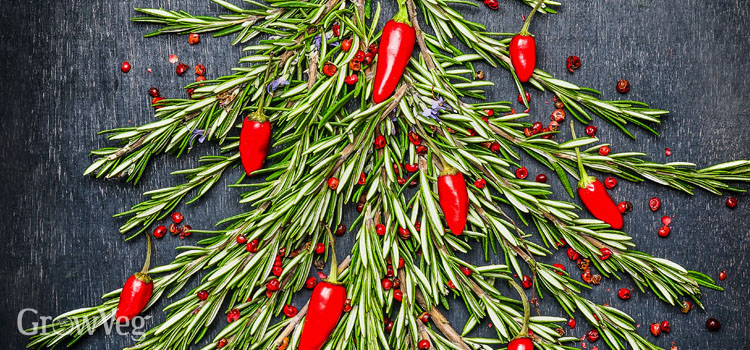 Christmas tree made of sprigs of rosemary and chillies