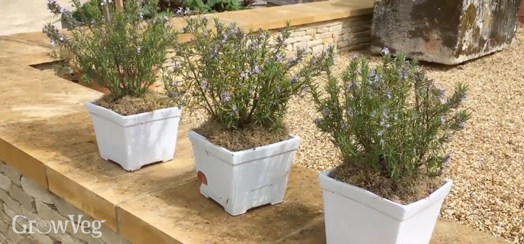 Herbs in pots provide a feature