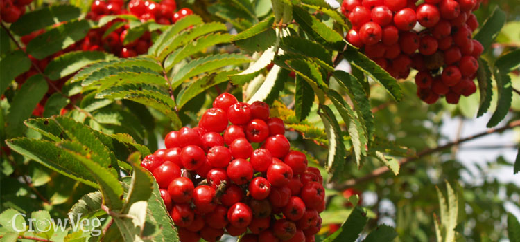 Rowan berries are loved by birds
