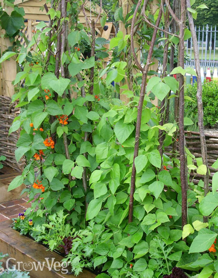 Runner beans growing vertically on tripods