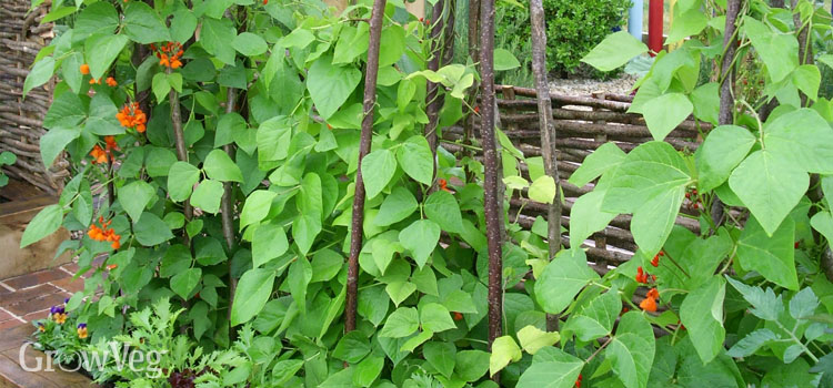 Runner beans on wigwams