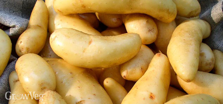 Russian Banana fingerling potato