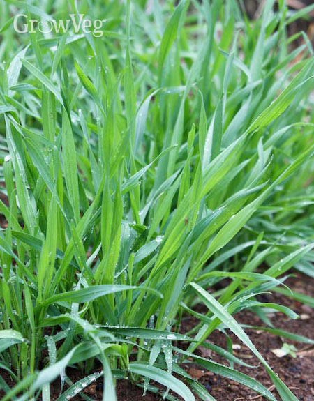 Cereal rye as a green manure