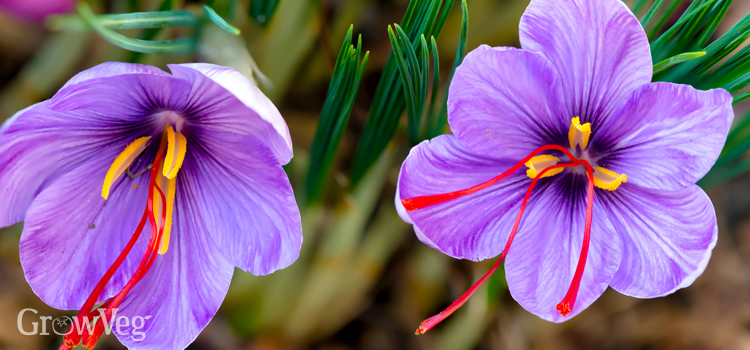 Saffron crocus (Crocus sativus) flowers