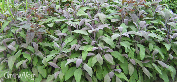 Purple sage in a herb garden