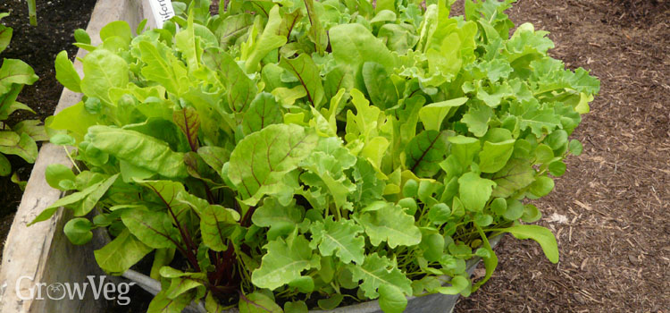 Save money by growing your own salad leaves