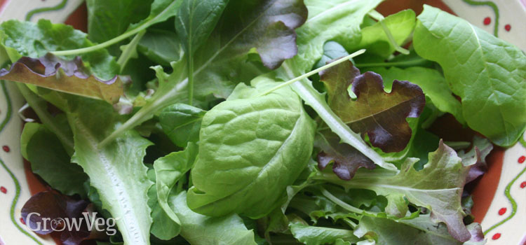 Cut salad leaves